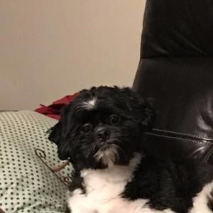 Meet your Posher, Leslie